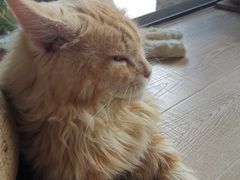 -more than meow吴止猫主题餐厅(承德 中船汇店)