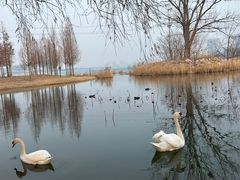 -北龙湖湿地公园