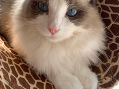 -飞行喵MR PILOT|猫舍·猫咖(静安大融城店)