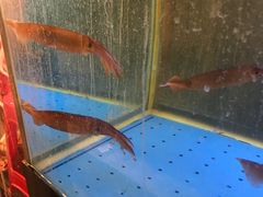 -张赫珉的部队锅(钟路店)