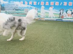 -宠物寄养训练学校