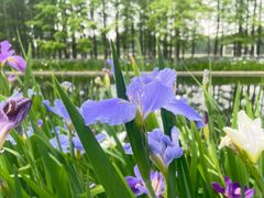 -上海共青森林公园