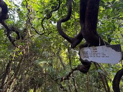 -海南霸王岭国家森林公园