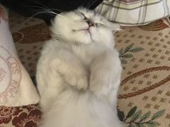 -东方名猫馆·英短金渐层布偶猫舍(环线广场1号楼店)