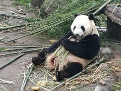 -都江堰中华大熊猫苑