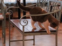 大堂-共舞时光猫咖·狗咖(新街口店)