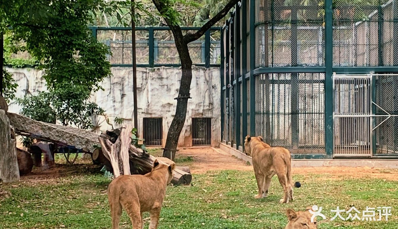 遛娃｜广州动物园20元的快乐