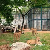 遛娃｜广州动物园20元的快乐