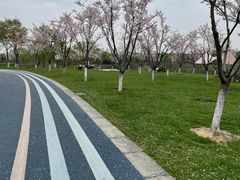-贡湖湾湿地公园