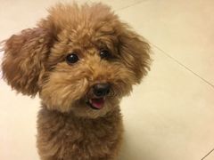 -严国平动物医院(德政总院)