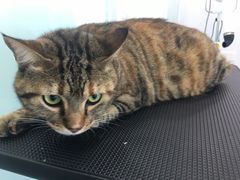 -爱洗澡的猫(望京店)