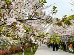 -高东镇樱花园