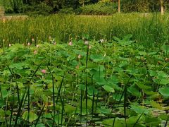 -永定河休闲森林公园