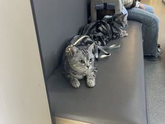 -瑞派伍一宠物医院·眼科·骨科·猫科转诊中心(马王堆院)