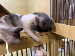-猫宠乐园·专业洗护
