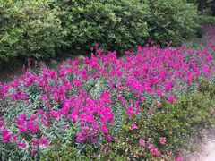 -庐山风景区花径公园