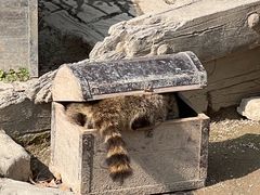 -上海野生动物园