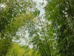 -沐川竹海旅游景区