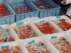 -清平路水族市场