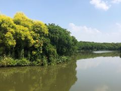 -大湾区中央湿地公园