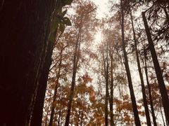 -深圳仙湖植物园