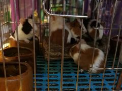 -大自然花鸟鱼虫市场