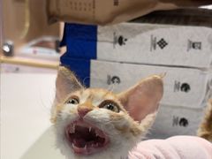 -爪爪喵星球·猫舍(卓悦中心店)