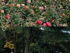 -上海滨江森林公园