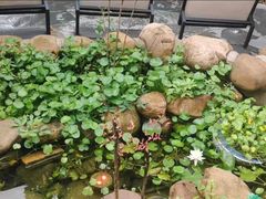 -后湖小院·乡野田园菜