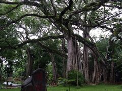 -瑞丽独树成林风景区