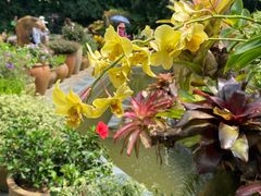 -深圳仙湖植物园