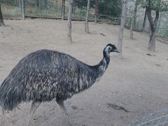 -青藏高原野生动物园