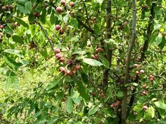 -渭南桃花源民俗文化园