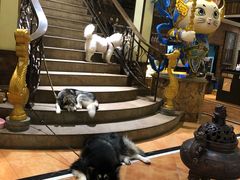 -more than meow吴止猫主题餐厅(承德 中船汇店)