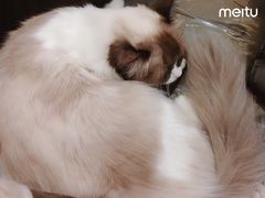 -猫色咖啡·猫咖