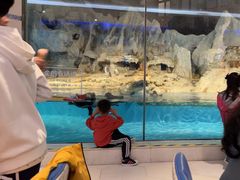 -帝企鹅自助餐厅•儿童岛•真企鹅(长隆企鹅酒店)