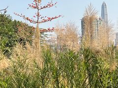 -福田红树林生态公园