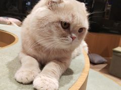 -CAT’S MEWSTAR CAFE·喵星球猫屋(晴湾咖啡店)