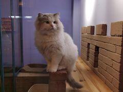 -喵屿·大理花园猫咖