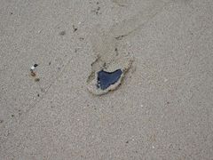 -西涌国际滨海旅游区