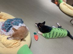 -逗柴咖啡屋·狗咖猫咖宠物桌游