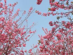 -天适樱花悠乐园