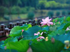 -美兰湖景区