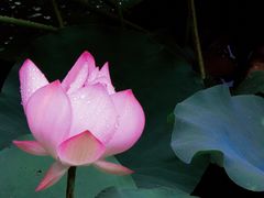 -荔湾湖公园