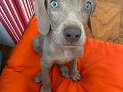 -趣玩宠物乐园寄养训犬训狗游泳池