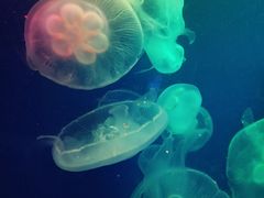 -成都浩海立方海洋公园