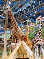 -卡通尼·Safari非洲探索乐园·生日会(金桥国际商业广场店)