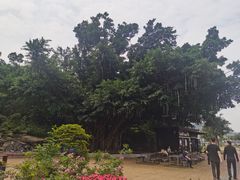 -野狸岛
