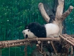 -灵玲国际马戏城