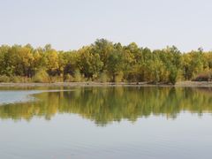 -金塔沙漠胡杨林景区